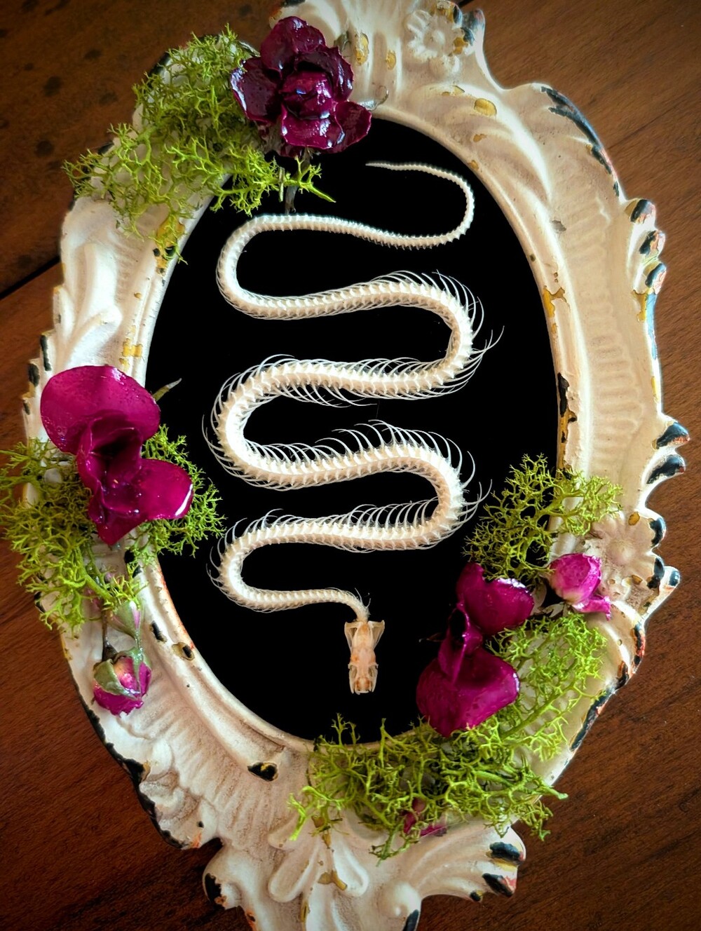 Genuine Snake Skeleton With Real Resin Roses Moss And Velvet Background